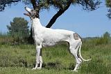 GREYHOUND 119